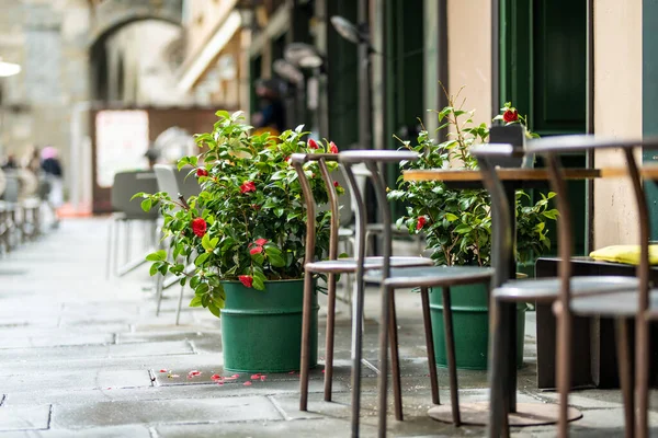 Пусті Столики Ресторанів Прикрашені Кущами Троянд Квіткових Горщиках Міста Бергамо — стокове фото