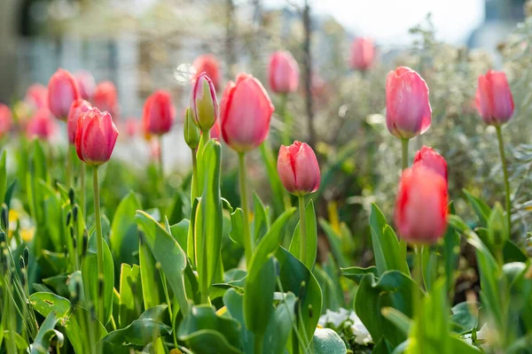 Coloratissimi Tulipani Sbocciano Nel Parco Cittadino Lecco Nella Giornata Primaverile — Foto Stock