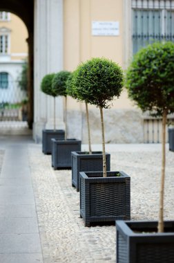 Milano sokaklarında çömlek şeklinde küçük ağaçlar. Bir şehir merkezini araştırıyorum. Milan, Lombardiya, İtalya.