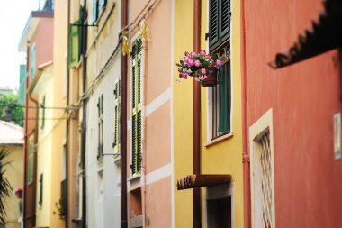 İtalyan Riviera, Liguria, İtalya 'nın engebeli kuzeybatı kıyısındaki Cinque Terre' nin beş asırlık köylerinden biri olan Manarola caddesindeki çiçekler..