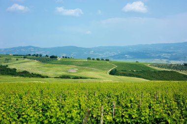 Ufukta küçük köyleri olan şarap bağlarının ve tarım alanlarının göz kamaştırıcı manzarası. İtalya, Toskana 'nın kayan tepeleri, kıvrımlı yolları ve selvilerinin yaz manzarası.