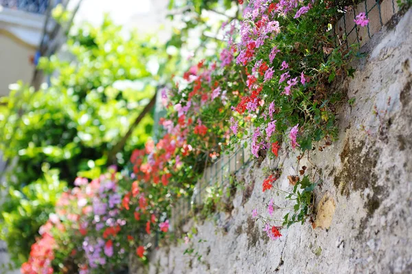 Flowers Street Manarola One Five Centuries Old Villages Cinque Terre — Stock Photo, Image