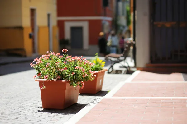 Beaux Pots Fleurs Sur Rue Manarola Niché Milieu Des Cinq — Photo