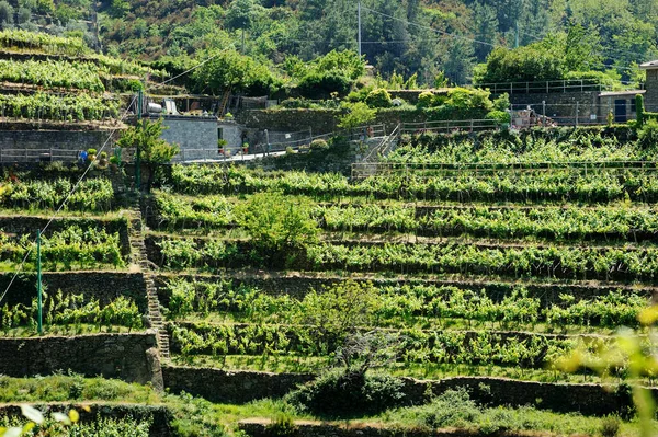 Καλλιέργεια Οινοποιήσιμων Σταφυλιών Στους Αμπελώνες Γύρω Από Χωριό Corniglia Ένα — Φωτογραφία Αρχείου