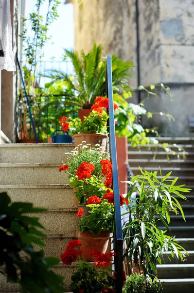 Beautiful Flower Pots Street Manarola Nestled Middle Five Centuries Old — Stock Photo, Image