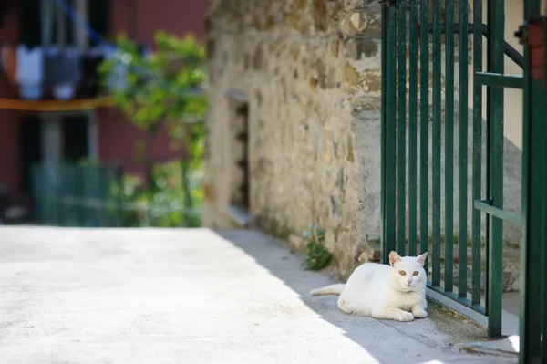 stock image White cat sleeping on the street of Riomaggiore, the largest of the five centuries-old villages of Cinque Terre, located on rugged northwest coast of Italian Riviera, Liguria, Italy.