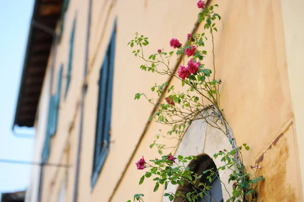 Flores Las Estrechas Calles Antiguas Famosa Ciudad Pitigliano Situado Alto —  Fotos de Stock