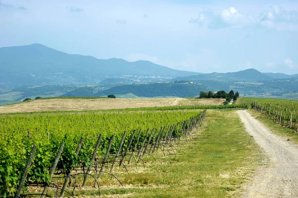 Splendida Vista Vigneti Terreni Agricoli Con Piccoli Villaggi All Orizzonte — Foto Stock