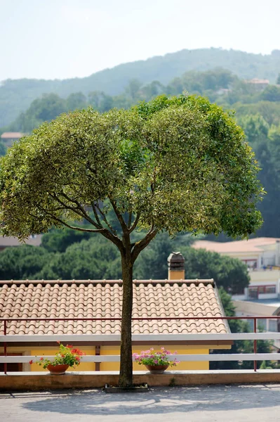 在著名的皮斯蒂利亚诺小镇狭窄的老街上的一棵树 坐落在一座火山图法山脊的顶上 美丽的意大利城镇和村庄 意大利托斯卡纳Grosseto Etruscan遗产 — 图库照片