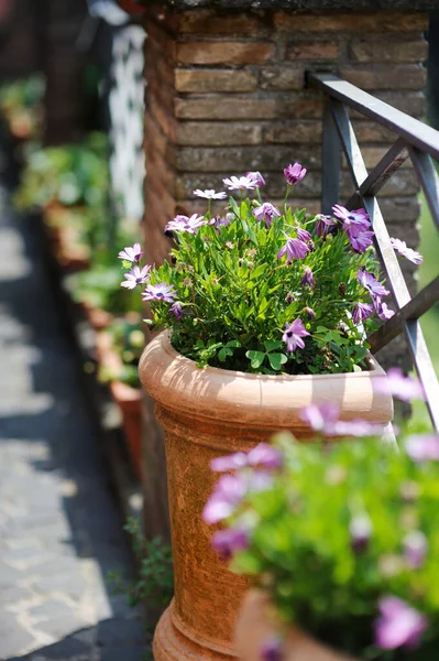 Mooie Bloemen Potten Met Bloeiende Bloemen Schilderachtige Stad Van Nemi — Stockfoto