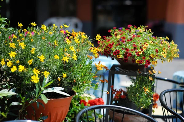 Vackra Blommor Krukor Med Blommande Blommor Natursköna Staden Nemi Italien — Stockfoto