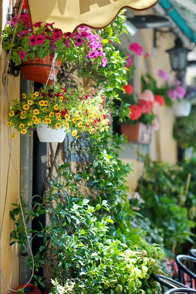 Piękne Kwiaty Garnki Kwitnących Kwiatów Malowniczej Miejscowości Nemi Włochy — Zdjęcie stockowe