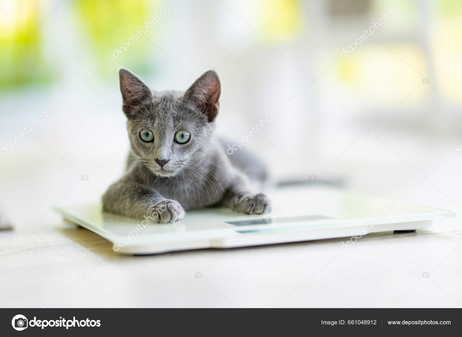 Young Playful Russian Blue Kitten Playing Weight Scale Gorgeous Blue Stock  Photo by ©MNStudio 661048912
