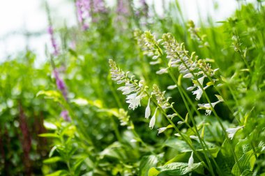 Beyaz campanula carpatica yazın bahçede çiçek açar. Beyaz çanlar yakın plan. Doğada güzellik.