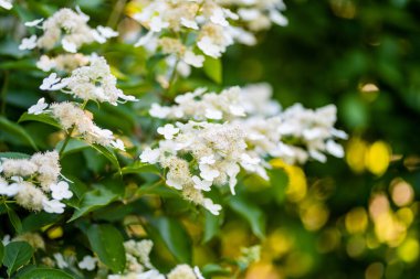 Ortanca ağaçlarının narin çiçekleri yazın alçak akşam güneşiyle aydınlanır. Hortensiya yaz bahçesinde çiçek açıyor. Doğada güzellik.