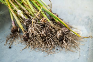 Tamamen yetişmiş soğan topladım. Çiftlikte kendi meyve ve sebzelerini yetiştiriyorlar. Bahçıvanlık ve kendi kendine yeten yaşam tarzı.