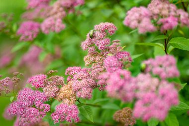 Yaz bahçesinde çiçek açan pembe spiraea çiçekleri. Doğada güzellik.