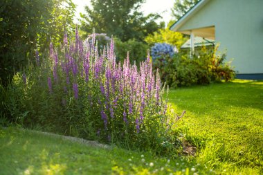 Purple loosestrife flowers blossoming in the garden on sunny summer day. Lythrum tomentosum or spiked loosestrife on a flower bed outdoors.