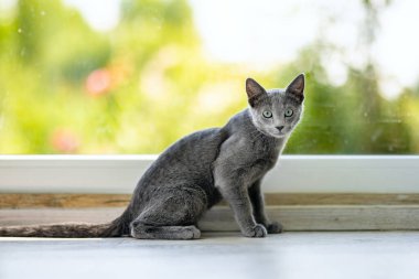 Pencerenin kenarında oynayan genç, oyuncu Rus Mavi kedisi. Yeşil gözlü, muhteşem mavi-gri kedi. Evdeki evcil hayvan.