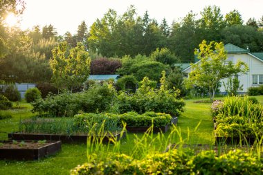 Ağaçlarla dolu güzel yeşil bir bahçe, dekoratif bitkiler ve arka planda büyük beyaz bir ev ile çiçek açan çiçekler. Arka bahçede güzel bir yaz günü.