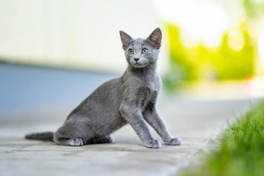 Genç, oyuncu, mavi kedi yavrusu dışarıda oynuyor. Yeşil gözlü, muhteşem mavi-gri kedi. Evdeki evcil hayvan.