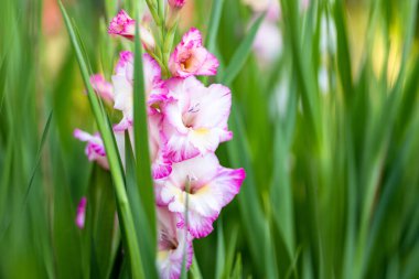 Bahçede açan renkli gladiolus ya da kılıç zambağı çiçekleri. Gladiolus çiçeklerine yakın çekim. Çiçekler yazın çiçek açar. Doğada güzellik.