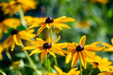 Bright yellow flowers of rudbeckia, commonly known as coneflowers or black eyed susans, in a sunny summer garden. Rudbeckia fulgida or perennial coneflower blossoming outdoors. Rudbeckia hirta Maya.