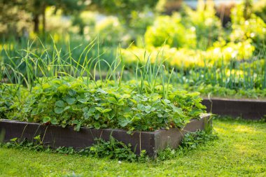 Organik çilek çiftliğindeki çalılıklarda olgunlaşan taze çilekler. Ev bahçesinde meyve ve böğürtlen topluyorum. Aile gezisi..