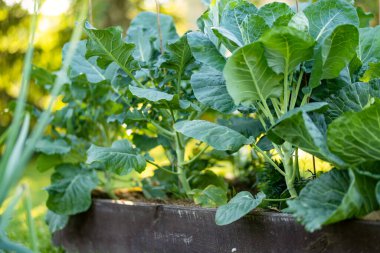 Bahçede yetişen taze organik Brüksel lahanaları. Çiftlikte kendi meyve ve sebzelerini yetiştiriyorlar. Bahçıvanlık ve kendi kendine yeten yaşam tarzı.