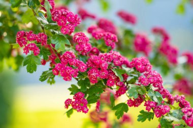 Çalıların üzerinde süslü pembe dikenli çiçekler. Bahar bahçesinde çiçek açan dikenli otlar. Doğada güzellik.