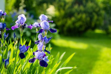 Güneşli bir yaz akşamında parkta çiçek açan mor zambak çiçekleri. Doğada güzellik.
