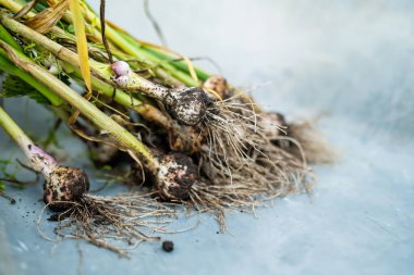 Tamamen yetişmiş soğan topladım. Çiftlikte kendi meyve ve sebzelerini yetiştiriyorlar. Bahçıvanlık ve kendi kendine yeten yaşam tarzı.