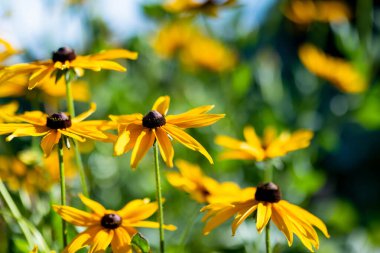 Bright yellow flowers of rudbeckia, commonly known as coneflowers or black eyed susans, in a sunny summer garden. Rudbeckia fulgida or perennial coneflower blossoming outdoors. Rudbeckia hirta Maya.