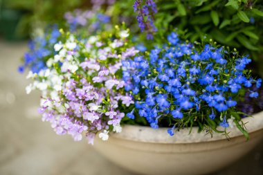 Renkli lobelia erinus çiçekleri bahçedeki bir çaydanlıkta çiçek açıyor. Bahçe lobelia, bahçelerde asılı sepetler ve pencere kutuları için popüler kenar bitki..