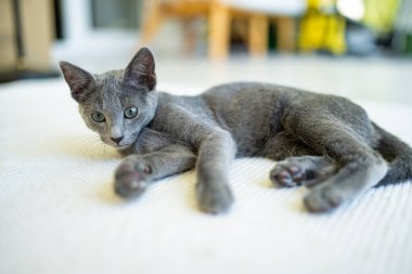 Pencerenin kenarında oynayan genç, oyuncu Rus Mavi kedisi. Yeşil gözlü, muhteşem mavi-gri kedi. Evdeki evcil hayvan.