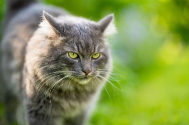 Güzel ve güneşli bir yaz gününde sevimli bir kedi.