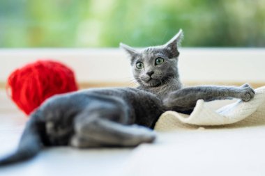 Young playful Russian Blue kitten relaxing by the window. Gorgeous blue-gray cat with green eyes. Family pet at home.