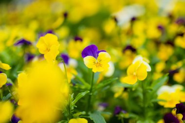 Güzel menekşe ve sarı renkli hanım evlatları bahçede çiçek açıyor. Doğada güzellik.