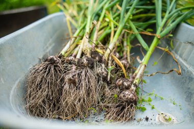 Tamamen yetişmiş soğan topladım. Çiftlikte kendi meyve ve sebzelerini yetiştiriyorlar. Bahçıvanlık ve kendi kendine yeten yaşam tarzı.