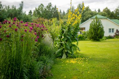 Yazın bahçede tomurcuklanan gülü çiçekleri. Güzel sarı verbascum thapus çiçekleri. Doğada güzellik.