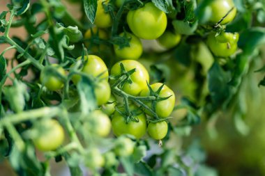 Çalıların üzerinde taze taze organik domates yetiştirmek. Çiftlikte kendi meyve ve sebzelerini yetiştiriyorlar. Bahçıvanlık ve kendi kendine yeten yaşam tarzı.