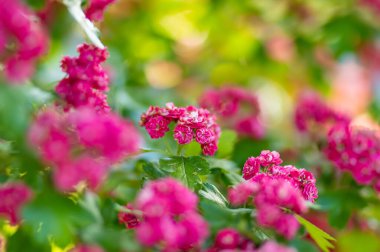 Çalıların üzerinde süslü pembe dikenli çiçekler. Bahar bahçesinde çiçek açan dikenli otlar. Doğada güzellik.