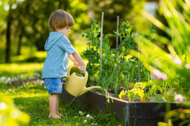 Bahçede su kabını kullanarak bitkileri sulayan tatlı sarışın çocuk. Güneşli bir yaz gününde, arka bahçede ebeveynlere yardım eden bir çocuk..