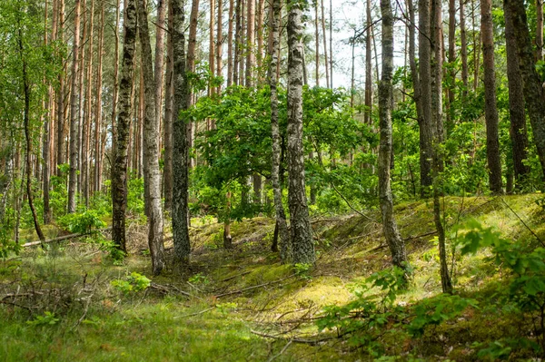 Beautiful Mixed Pine Deciduous Forest Lithuania Europe — Stock Photo, Image