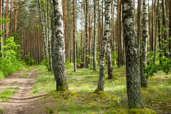 Belle Forêt Mixte Pins Feuillus Lituanie Europe — Photo