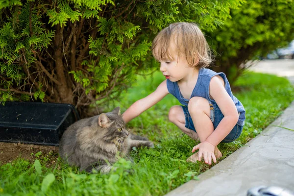 Bonito Criança Menino Acariciando Amigável Gato Livre Agradável Ensolarado Verão — Fotografia de Stock