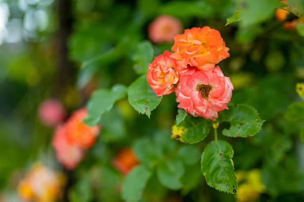 Beau Buisson Roses Orangées Fleurissant Arrière Cour Jour Ensoleillé Été — Photo