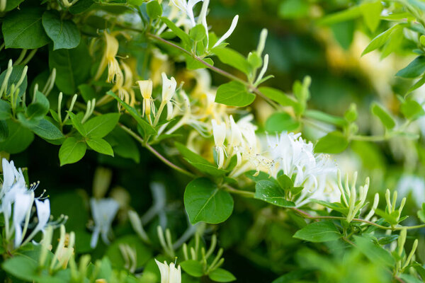 Beautiful yellow flowers of blossoming honeysuckle bush. Flowering white lonicera plant in summer garden. Beauty in nature.