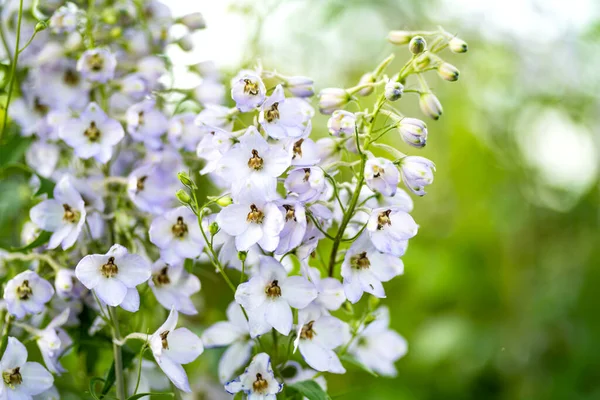 Lichtblauwe Delphinium Bloemen Bloeien Bloembed Zonnige Zomerdag Schoonheid Natuur — Stockfoto