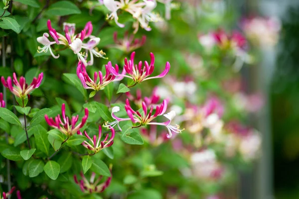 Belas Flores Cor Rosa Arbusto Madressilva Florescente Floração Roxo Lonicera — Fotografia de Stock